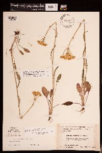 Packera plattensis image