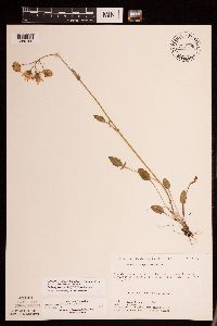 Packera plattensis image