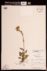 Packera plattensis image