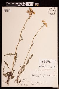 Packera plattensis image