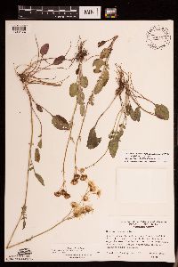 Packera plattensis image