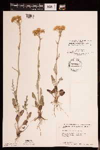 Packera plattensis image