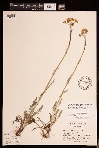 Packera plattensis image