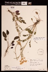 Packera plattensis image