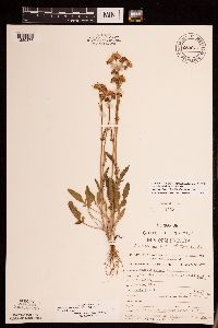 Packera plattensis image