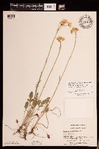 Packera plattensis image