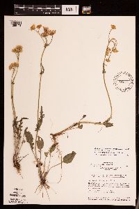 Packera plattensis image