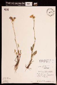 Packera plattensis image