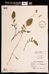 Packera plattensis image