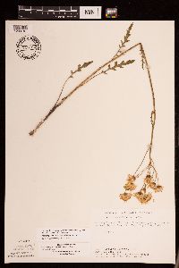 Packera plattensis image