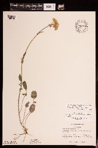 Packera plattensis image