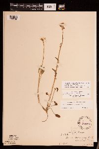 Packera plattensis image