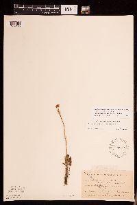 Packera plattensis image