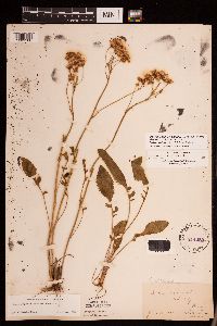 Packera plattensis image