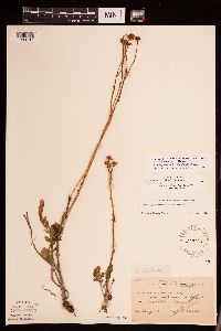 Packera plattensis image