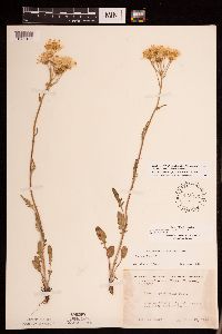 Packera plattensis image