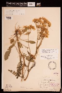 Packera plattensis image