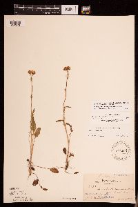 Packera plattensis image