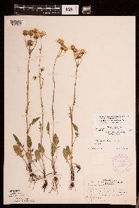 Packera plattensis image