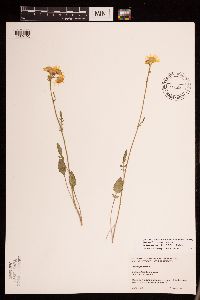 Packera plattensis image