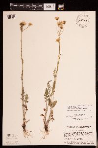 Packera plattensis image