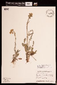 Packera plattensis image