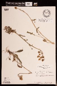 Packera plattensis image