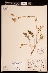 Packera plattensis image