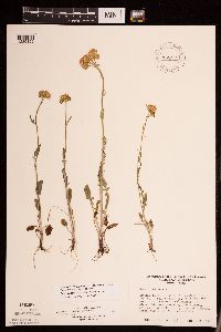 Packera plattensis image