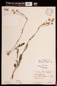 Packera plattensis image