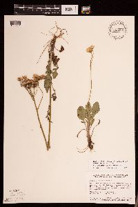 Packera plattensis image