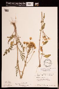 Packera plattensis image