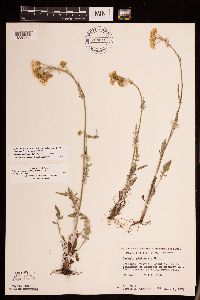 Packera plattensis image