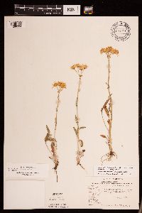 Packera plattensis image