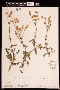 Packera plattensis image