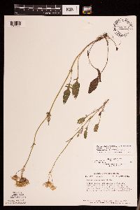 Packera plattensis image