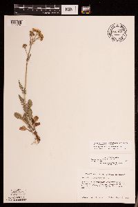 Packera plattensis image