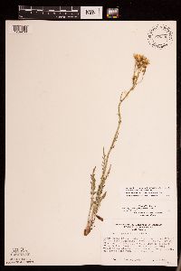 Packera plattensis image