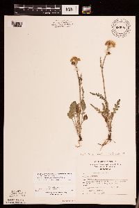 Packera plattensis image