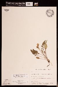 Packera plattensis image