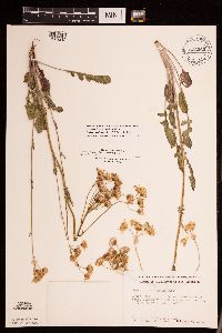 Packera plattensis image