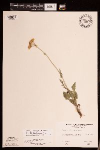 Packera plattensis image