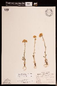 Packera plattensis image