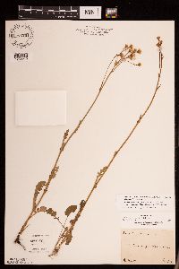 Packera pseudaurea var. semicordata image