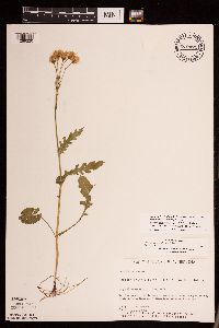Packera pseudaurea var. semicordata image