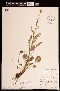Packera pseudaurea var. semicordata image