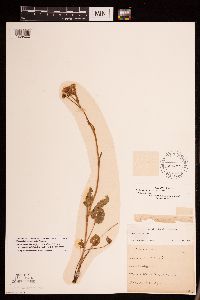 Packera pseudaurea var. semicordata image