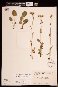 Packera pseudaurea var. semicordata image