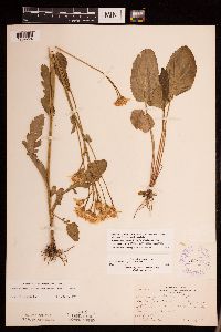 Packera pseudaurea var. semicordata image