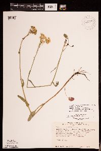 Packera pseudaurea var. semicordata image